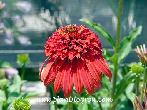 The first time I saw these bloom I new they were something special.
